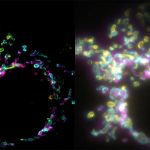 EPFL SPIFFI. Super-Resolution Microscopy Video From a Single Exposure