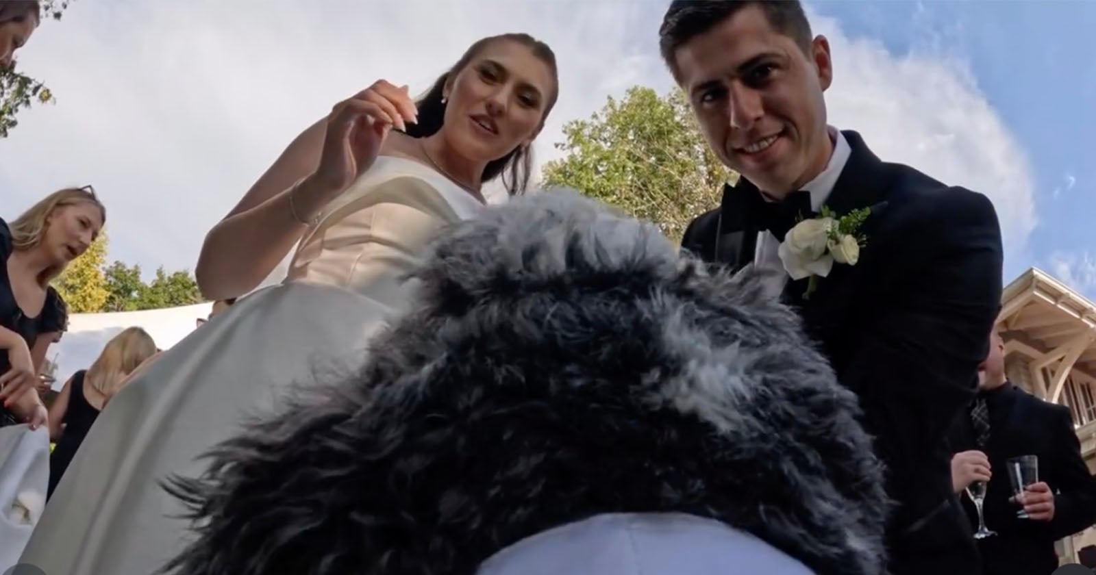 GoPro Dog Cam. A Sheepadoodle Named Swayze Becomes the Wedding Videographer