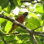 Ghana Cuckooshrike on camera. A lost bird filmed for the first time ever