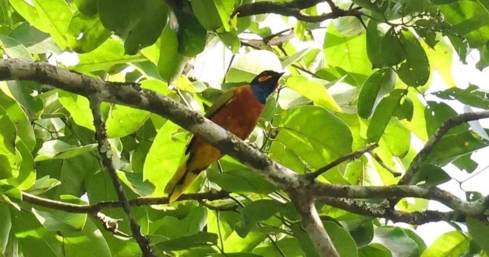 Ghana Cuckooshrike on camera. A lost bird filmed for the first time ever