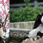 ACC Art Books Giant Panda. China's national treasure in more than 80 photos