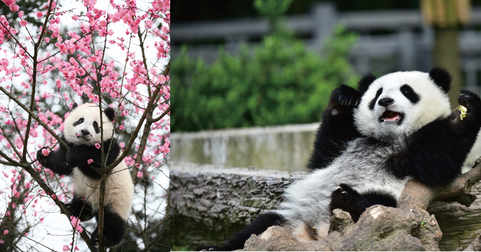 ACC Art Books Giant Panda. China's national treasure in more than 80 photos